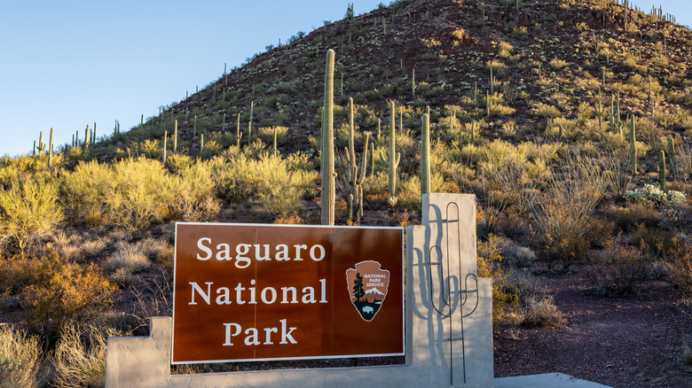 Saguaro National Park 
