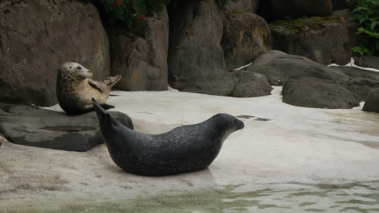Seals relax at Reykjavik Zoo