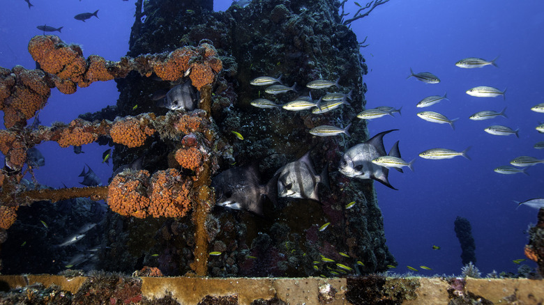 John Pennekamp Coral Reef State Park