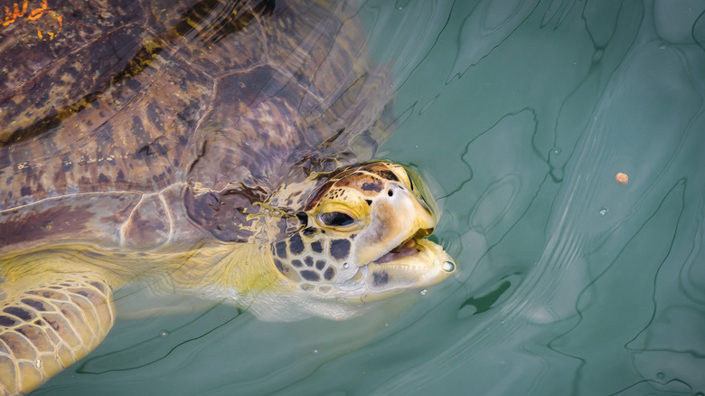 A turtle at the Turtle Hospital