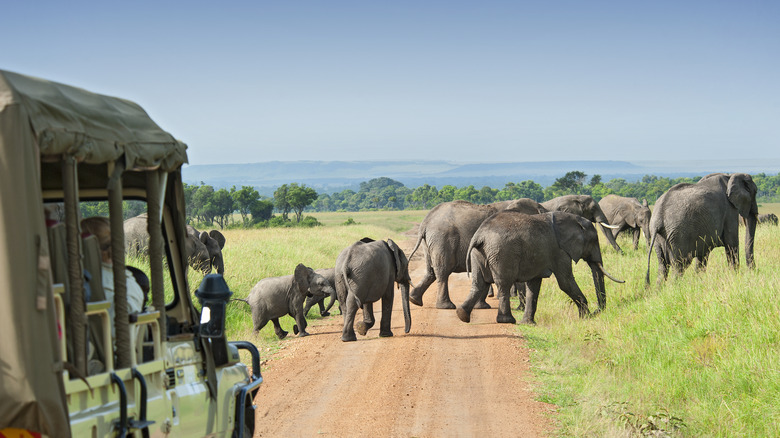 elephant crossing