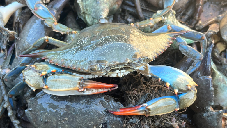 Maryland blue crab caught in a trap