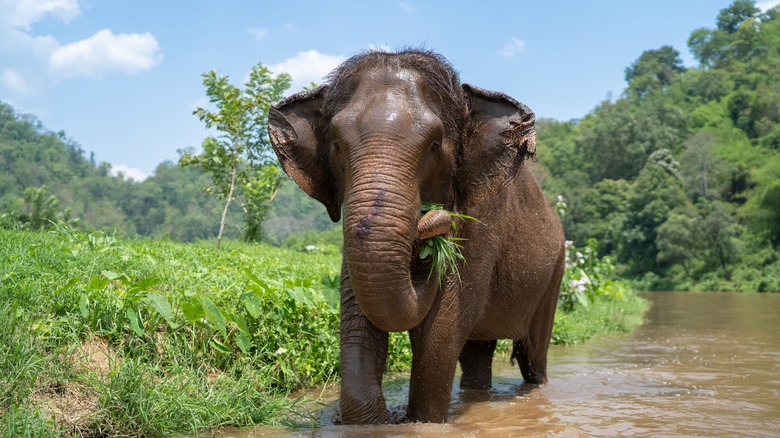 Elephant eating grass by the river
