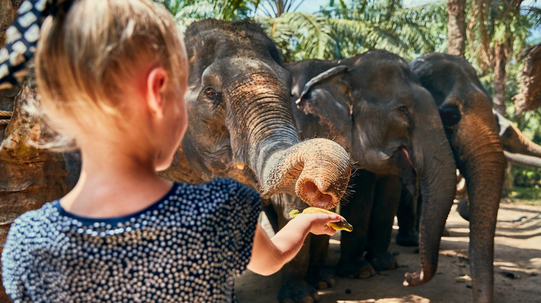 Little girl feeding bananas to elephants