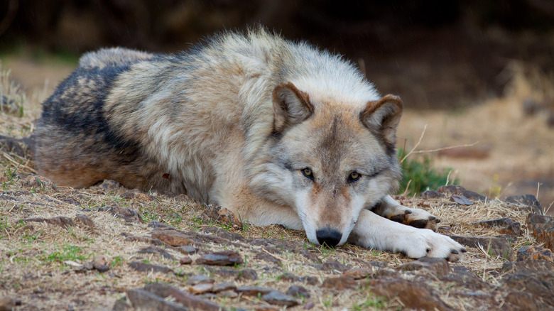 Gray wolf in California