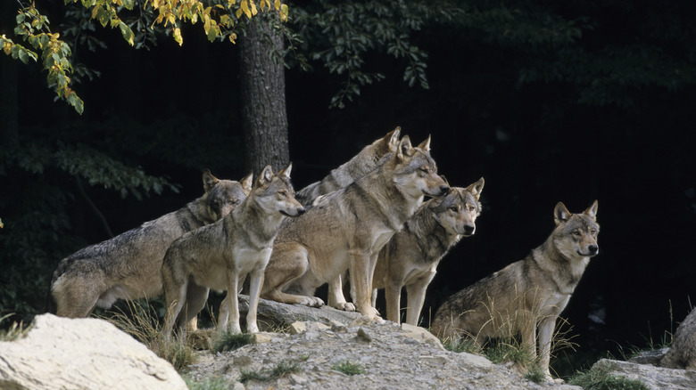 A pack of gray wolves on a rock