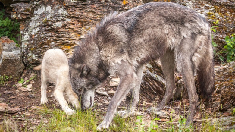 Gray wolf protecting its young pup