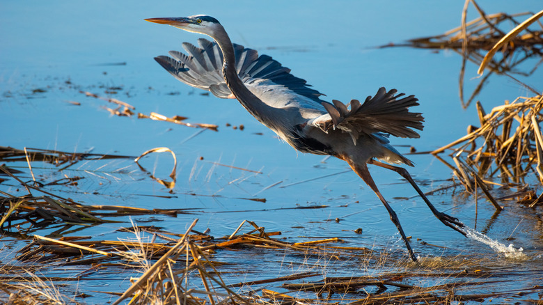 Heron flying at Meaher State Park
