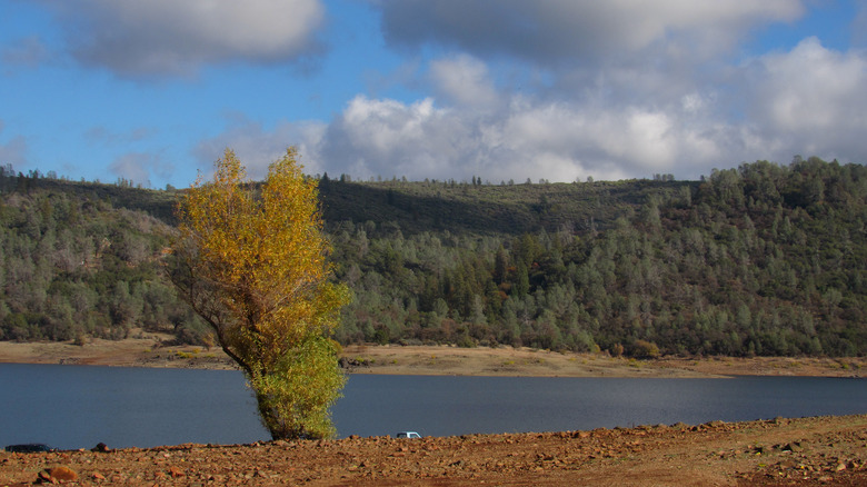 Yellow tree next to Collins Lake