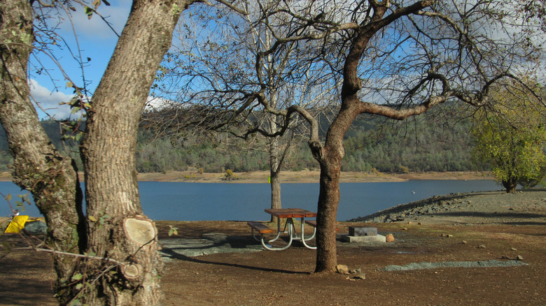 Collins Lake through trees