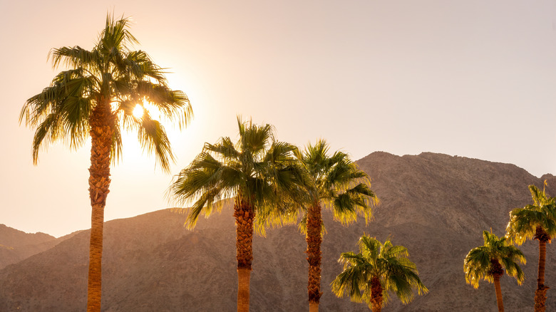 Palm trees and mountains in Palm Springs