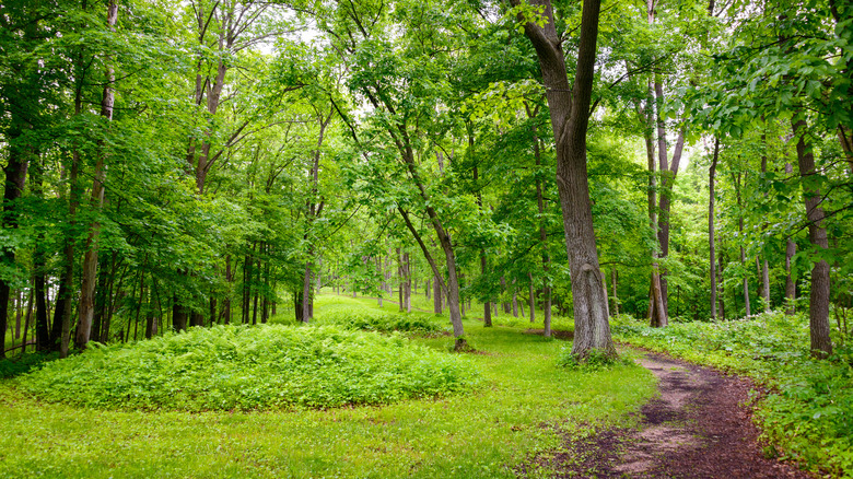 Effigy Mounds Monument by trail