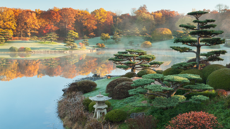 morning mist at Chicago Botanic Gardens small lake with unusual trees