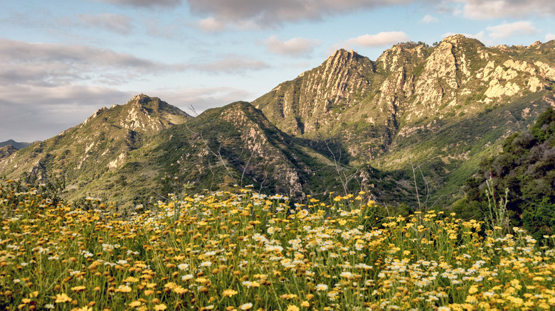 Mountainous wildflowers in Malibu, CA