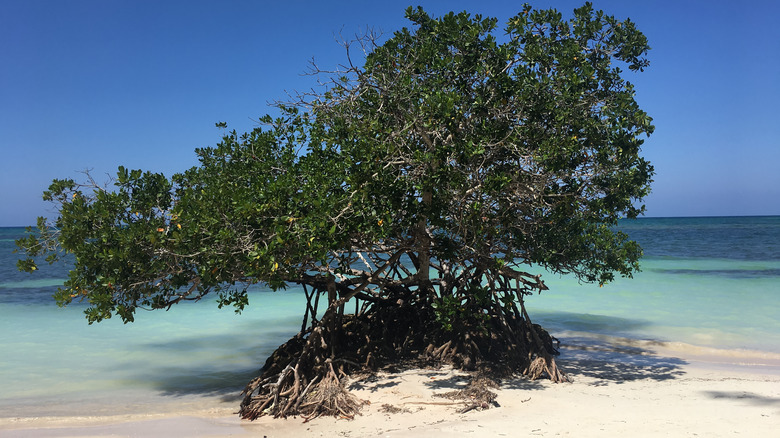 Cayo Jutías beach, Cuba