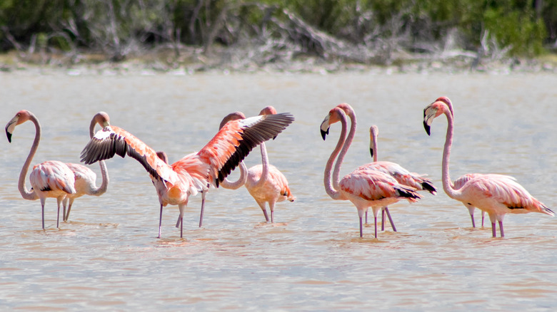 Wild flamingos in the Bahamas