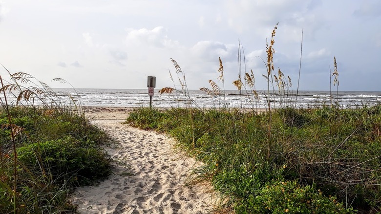 grass, sand path, coast