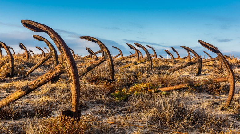 dozens of old rusty anchors