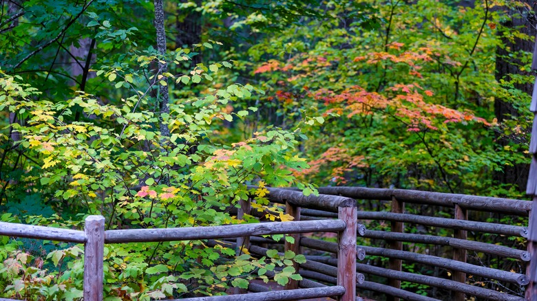 Detroit lake Volcano Trail bridge