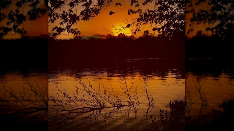 Sunset lake leaf silhouette