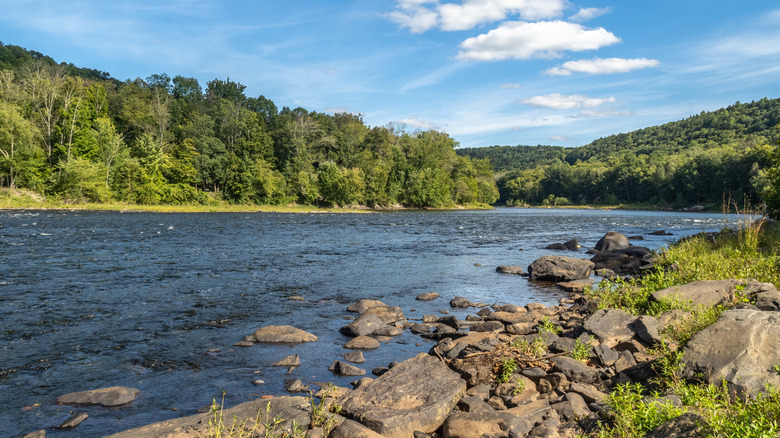 The Delaware River in Narrowsburg surrounded by trees