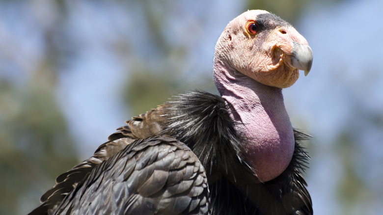 California condor