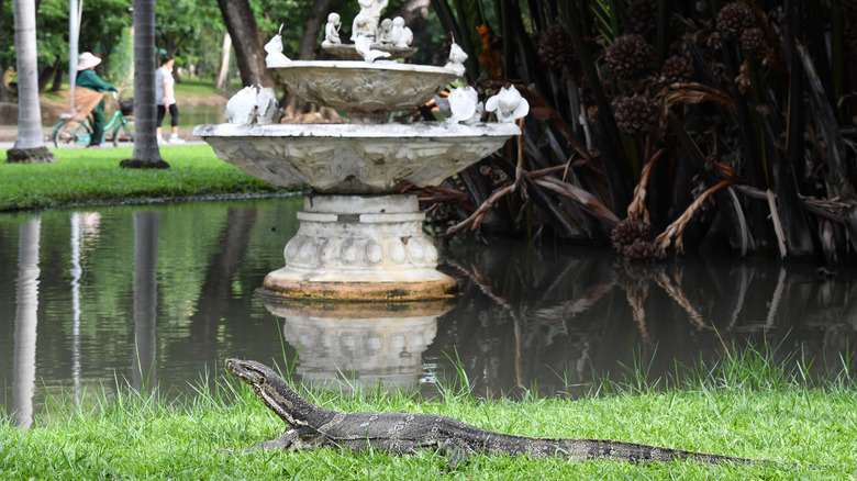 A monitor lizard beside the lake