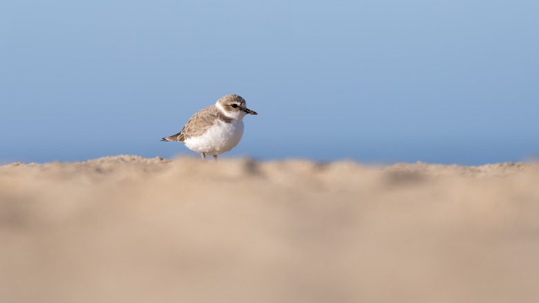 Snowy plover bird on the beach