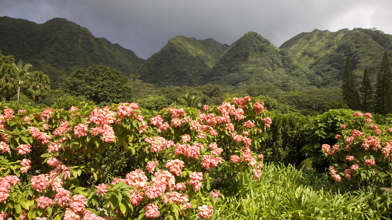 Moody skies above green hills and pink flowers