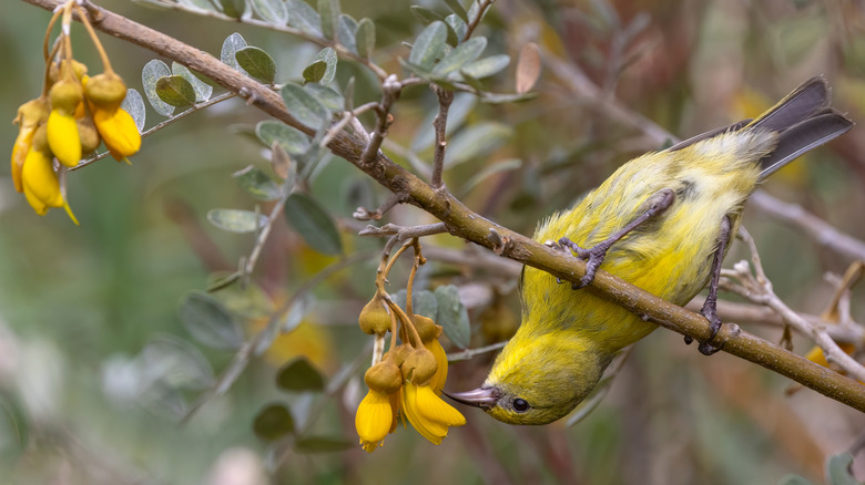 Amakihi bird in Hawaii