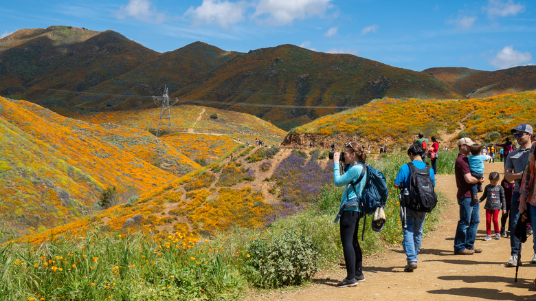 Crowds admiring California wildflowers at superbloom