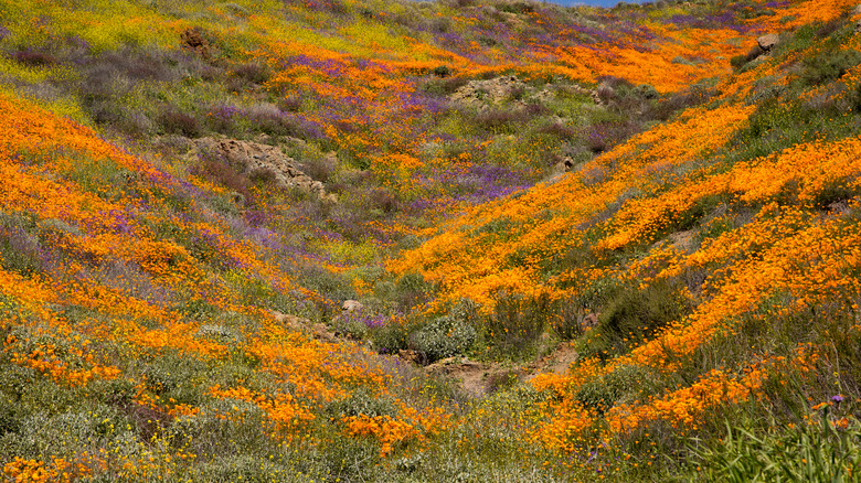 field of california wildflowers