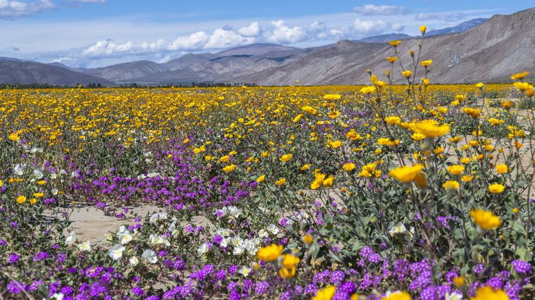 Wildflowers at Anza-Borrego Desert State Park