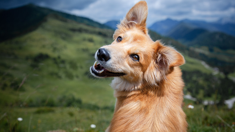 Dog smiling