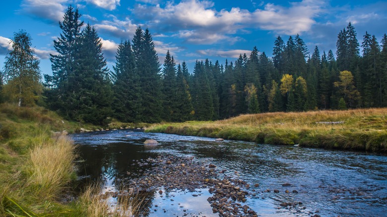 Šumava National Park 