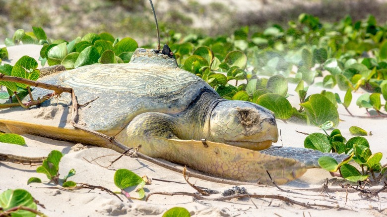 Kemp Ridley sea turtle
