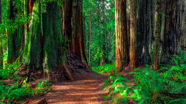 Redwood trees in California