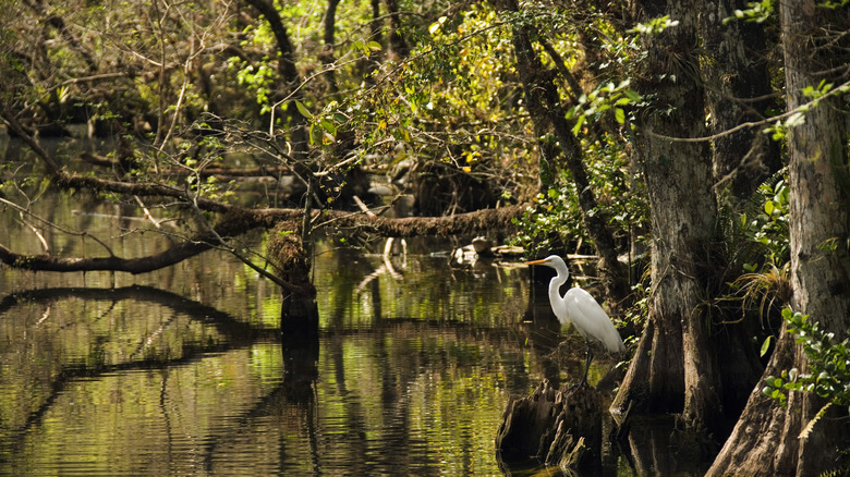 Shorebird in the Florida Everglades