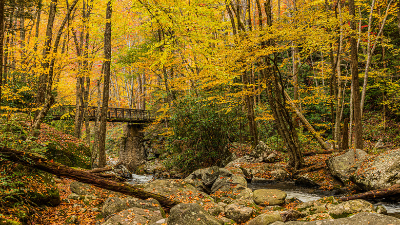 Autumn in the Great Smoky Mountains