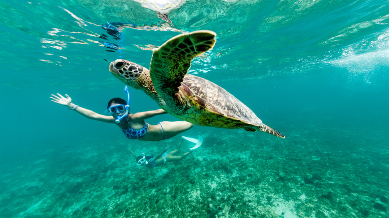 Woman snorkeling with turtle