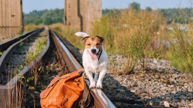 dog with backpack on railroad tracks