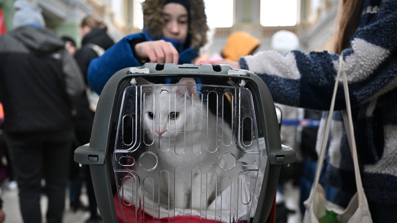 travelers with cat