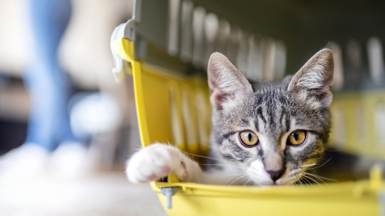 cat in travel carrier