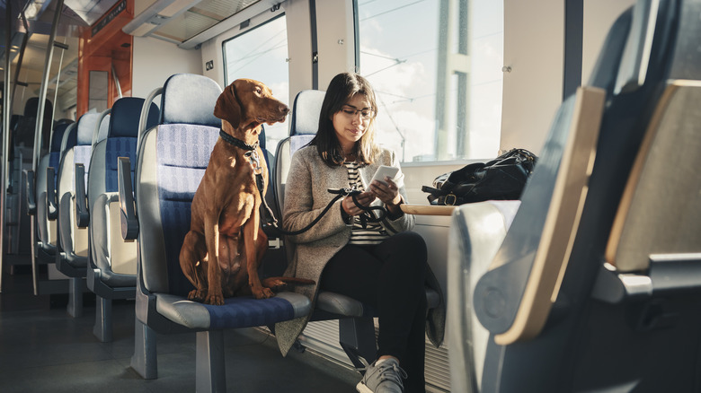 large dog riding train in Europe