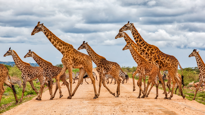Giraffes crossing a road