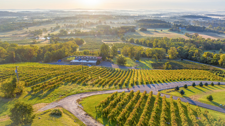 Grape vines among the rolling green hills of Virginia