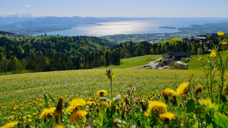 View of Lake Constance in Austria