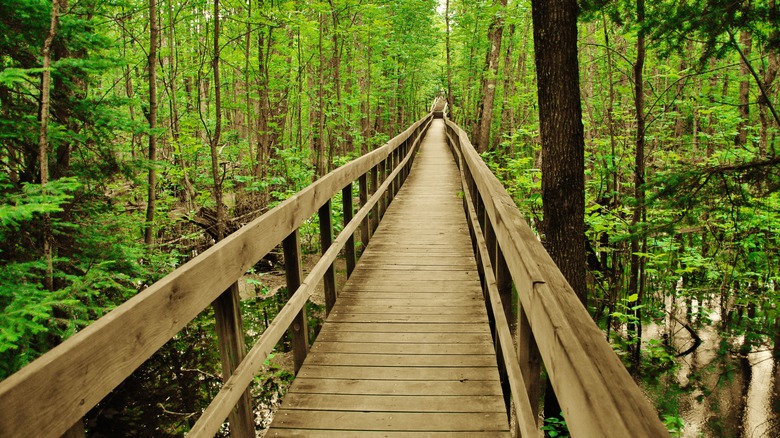wooden bridge in forest voyageurs