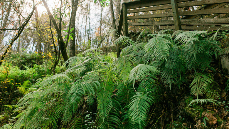 Devil's Millhopper ferns boardwalk Gainesville