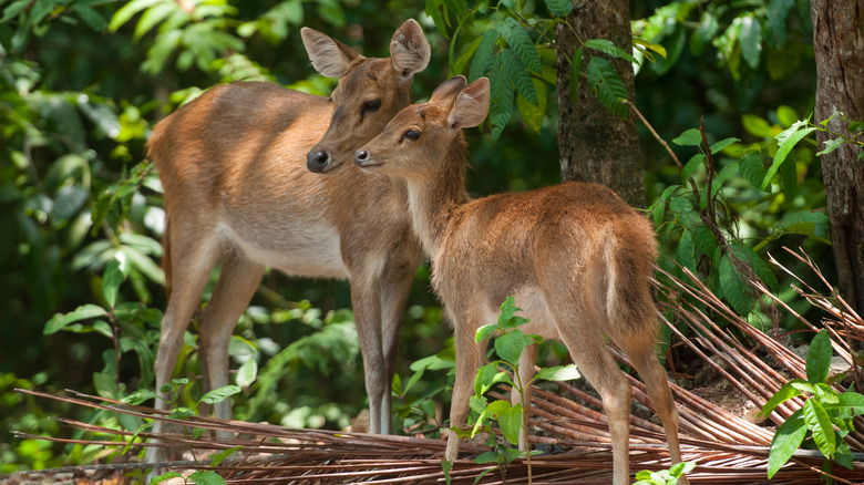 Deer at Ujung Kulon National Park